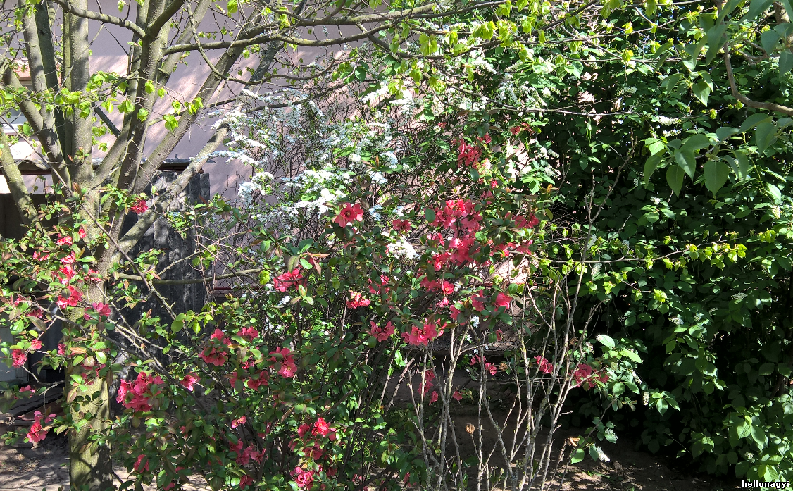 virágzó kert 2017 április 